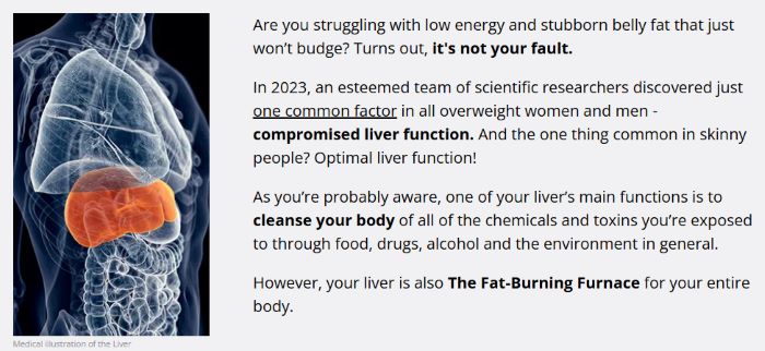Illustration showing how HepatoBurn supports liver detox, boosts metabolism, and burns stubborn fat naturally.